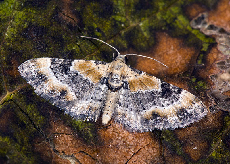 Eupithecia linariata - Geometridae